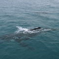 06-whales-hervey-bay