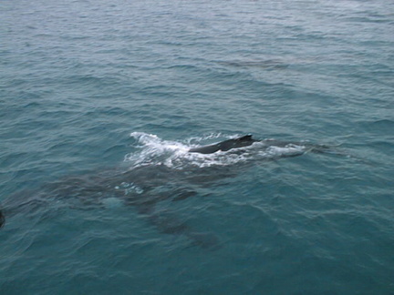 06-whales-hervey-bay