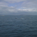 03-whales-hervey-bay