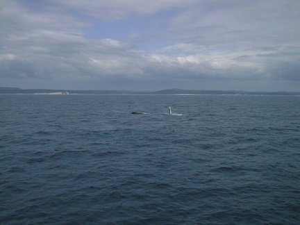 03-whales-hervey-bay