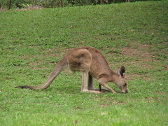 20-kangaroo