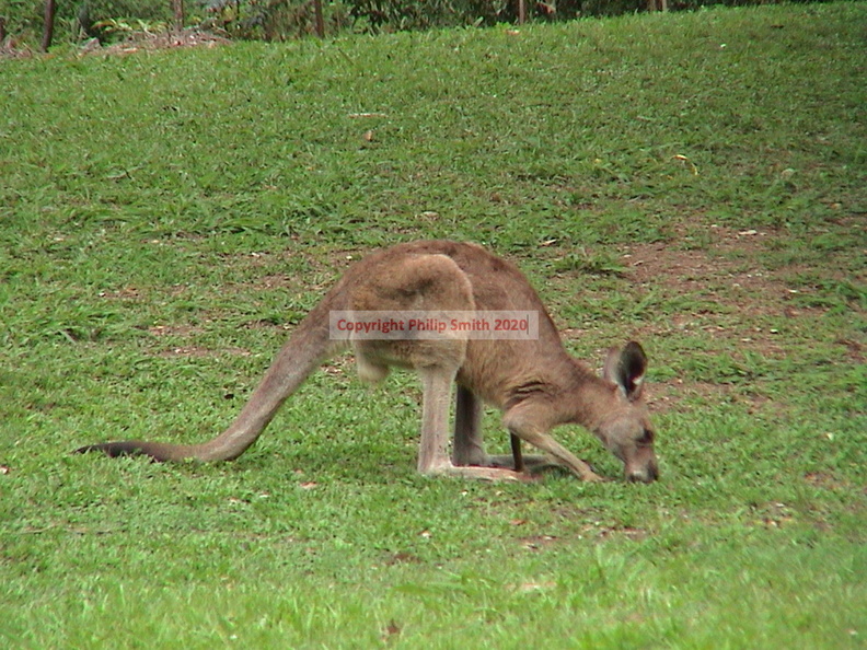 20-kangaroo.JPG