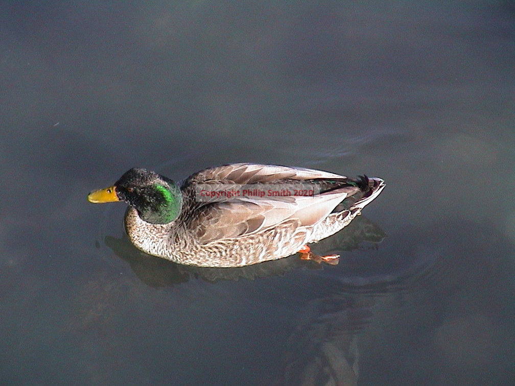 061-duck