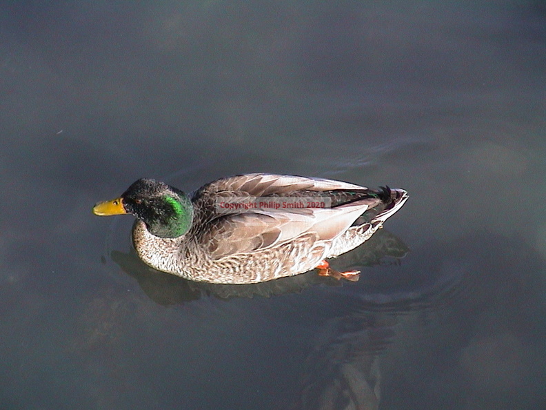 061-duck.JPG