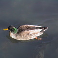 061-duck.JPG