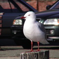 073-seagull.JPG