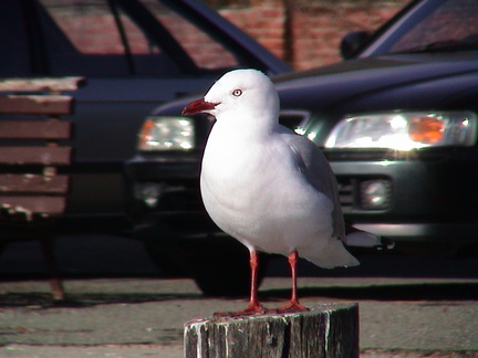 073-seagull