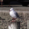 074-seagull