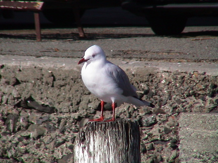 074-seagull