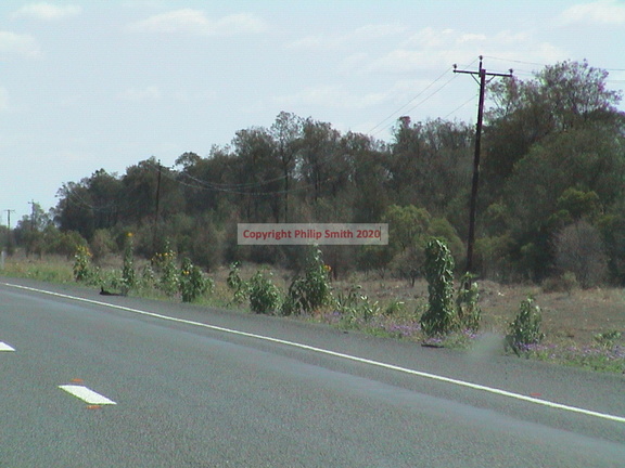 12-road-to-melbourne
