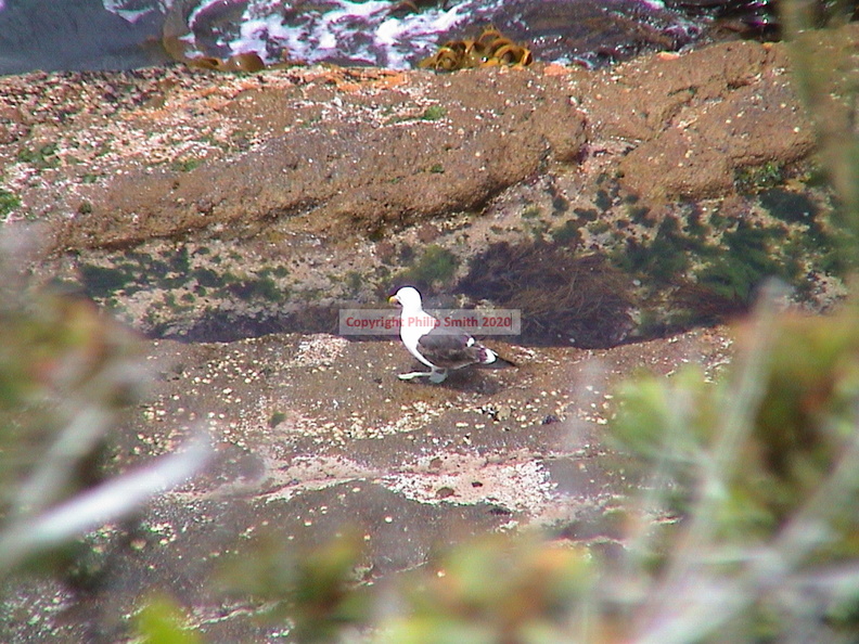 31-albatross.JPG