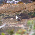 31-albatross