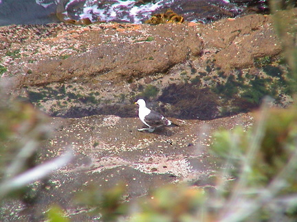 31-albatross