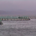 060-fish-farm