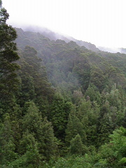 21-rainforest