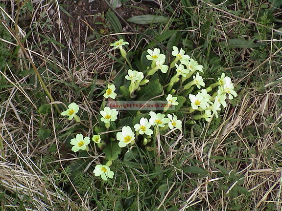 69-wild-primroses