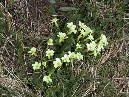 69-wild-primroses