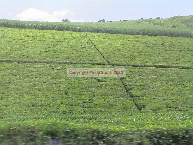 012-tea-plantation