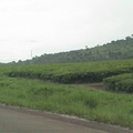 013-tea-plantation