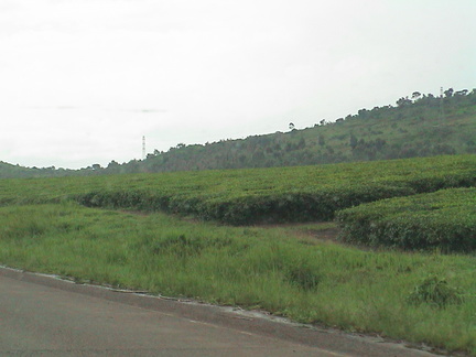 013-tea-plantation