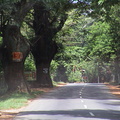 56-Road-to-Kandy