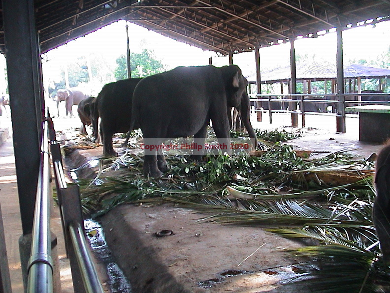 76-Elephant-Orphanage.JPG