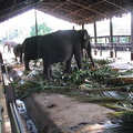 76-Elephant-Orphanage