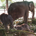 75-Elephant-Orphanage.JPG