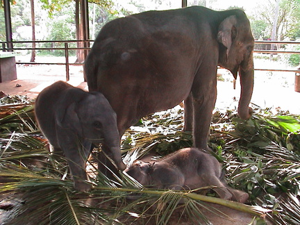 75-Elephant-Orphanage