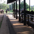 78-Elephant-Orphanage