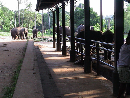 78-Elephant-Orphanage