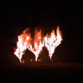 24-burning-bushes.JPG