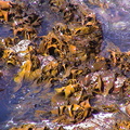 052-seaweed