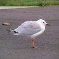 42-seagull