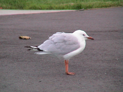 42-seagull