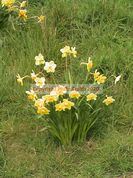 03-daffodils