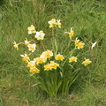 03-daffodils
