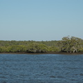 13-mangroves