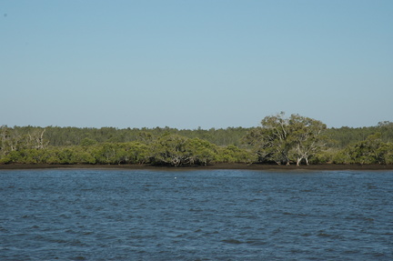 13-mangroves