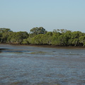 15-mangroves