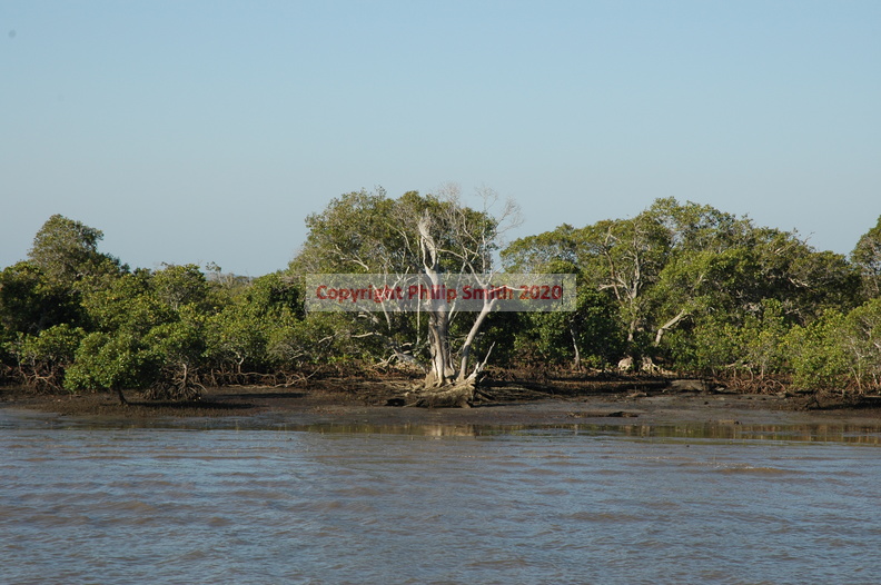 16-mangroves.JPG