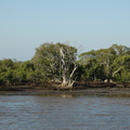 16-mangroves