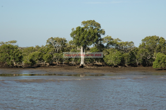 17-mangroves