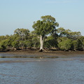 17-mangroves.JPG