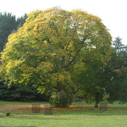 Westonbirt Arboretum 2005