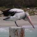 30-Pelican