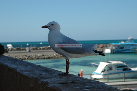 29-Seagull