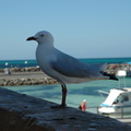 29-Seagull.JPG