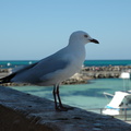 31-Seagull