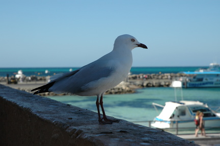 31-Seagull